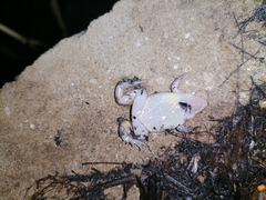 Elachistocleis nigrogularis