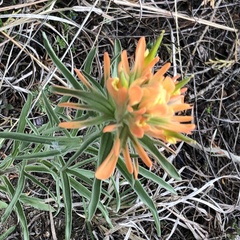 Castilleja citrina