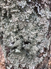 Punctelia appalachensis