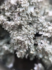 Punctelia appalachensis