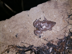 Elachistocleis nigrogularis