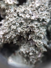 Punctelia appalachensis