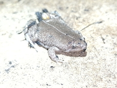 Elachistocleis nigrogularis