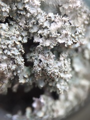 Punctelia appalachensis