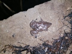 Elachistocleis nigrogularis