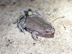 Elachistocleis nigrogularis