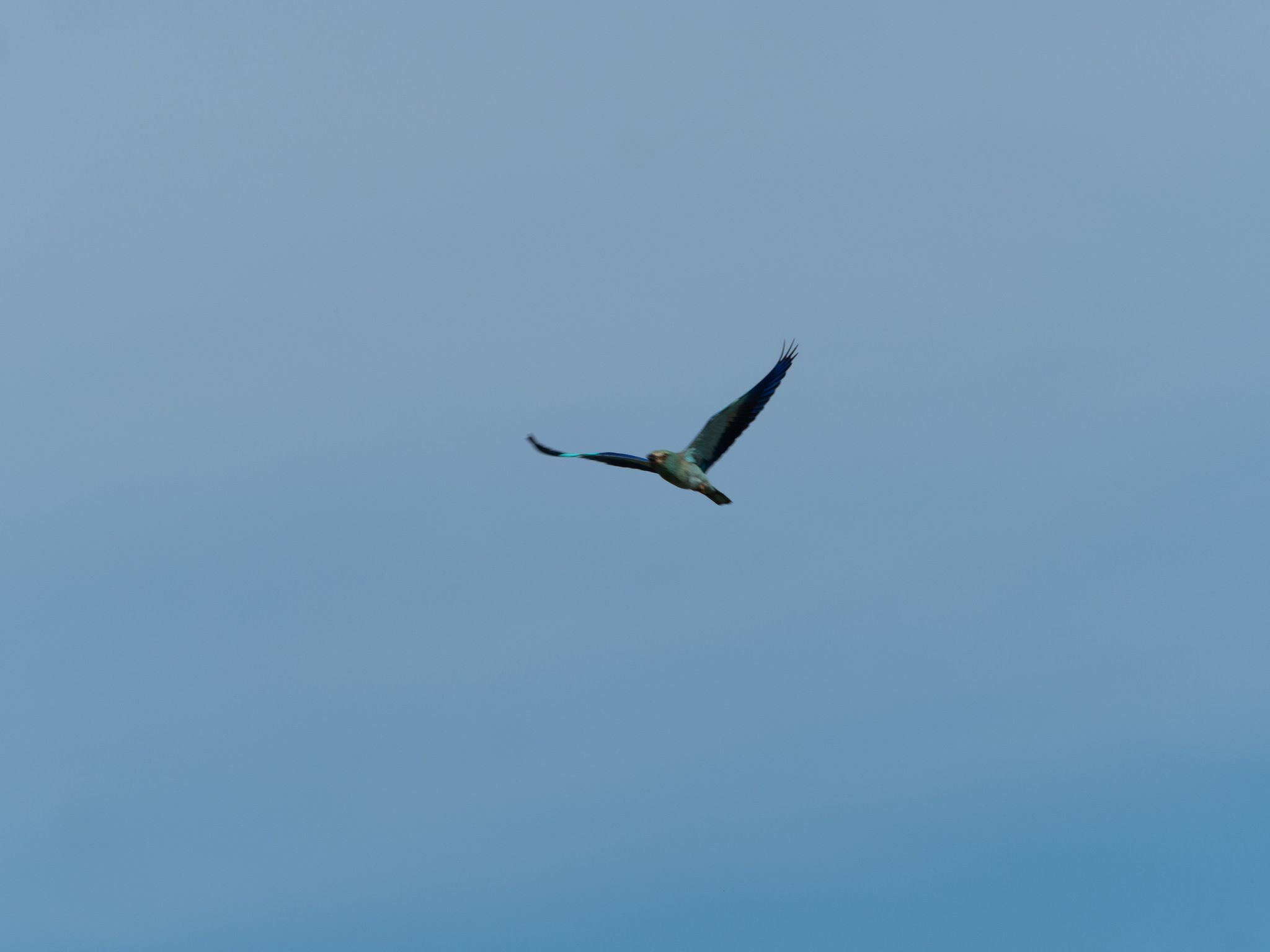 European Roller