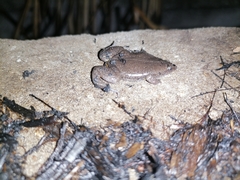 Elachistocleis nigrogularis