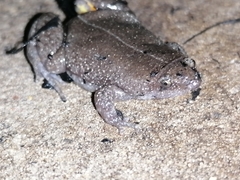 Elachistocleis nigrogularis