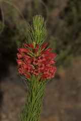 Erica viscaria