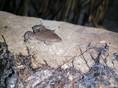Elachistocleis nigrogularis