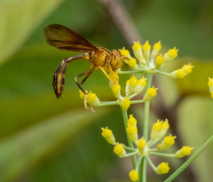 Hybobathus phaeopterus