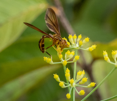 Hybobathus phaeopterus