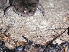 Elachistocleis nigrogularis