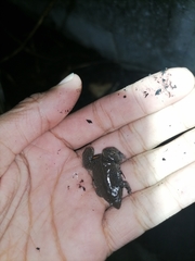 Elachistocleis nigrogularis