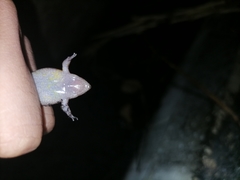 Elachistocleis nigrogularis