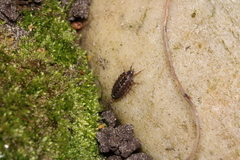 Philoscia muscorum