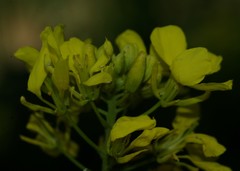 Sinapis alba subsp. dissecta image