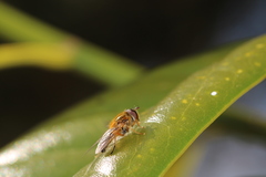 Epistrophe eligans