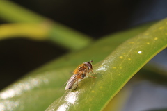 Epistrophe eligans