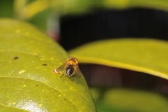 Epistrophe eligans