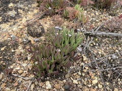 Lampranthus aduncus