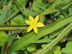 Hypoxis aurea