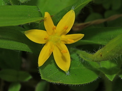 Hypoxis aurea