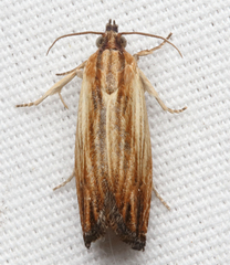 Eucosma radiatana