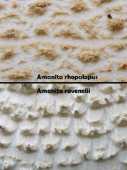 Amanita rhopalopus