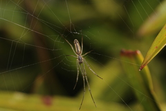 Tetragnatha