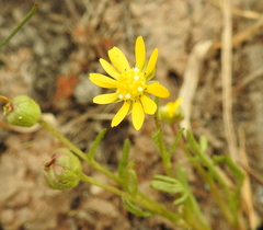 Blennosperma bakeri