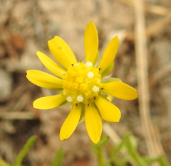 Blennosperma bakeri
