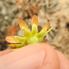 Blennosperma bakeri