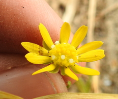 Blennosperma bakeri