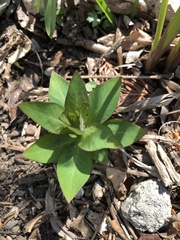 Lysimachia clethroides