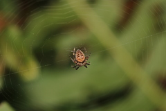Araneus diadematus
