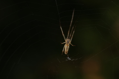Tetragnatha