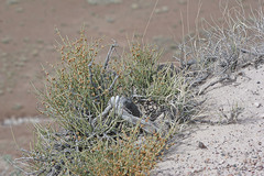 Ephedra torreyana