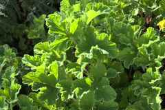 Pelargonium vitifolium