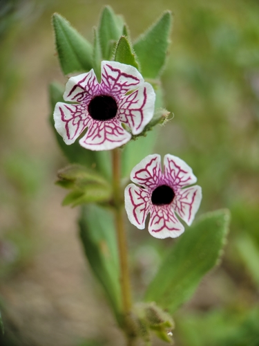 Image of Diplacus pictus by no rights reserved