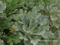 Crossostephium chinense