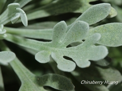 Crossostephium chinense
