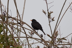 Turdus merula cabrerae