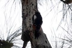 Dendrocopos major canariensis