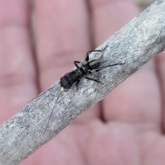 Orthoptera