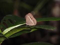 Mycalesis perseoides