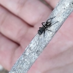 Orthoptera