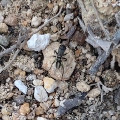 Orthoptera