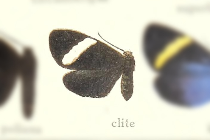 Erbessa clite
